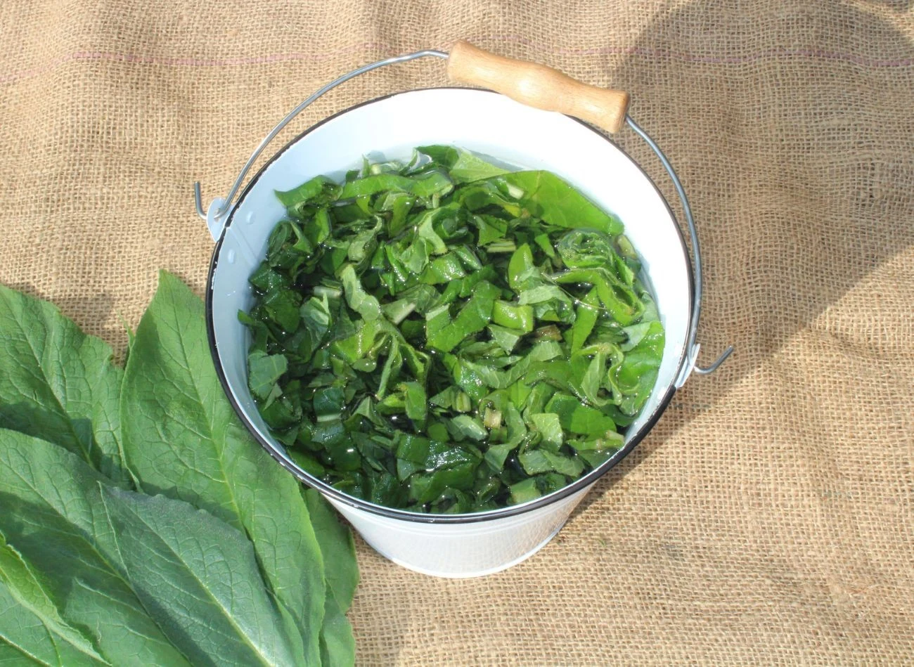 Żywokost na nawóz warto zbierać od maja do lipca - wówczas roślina zawiera najwięcej potasu.