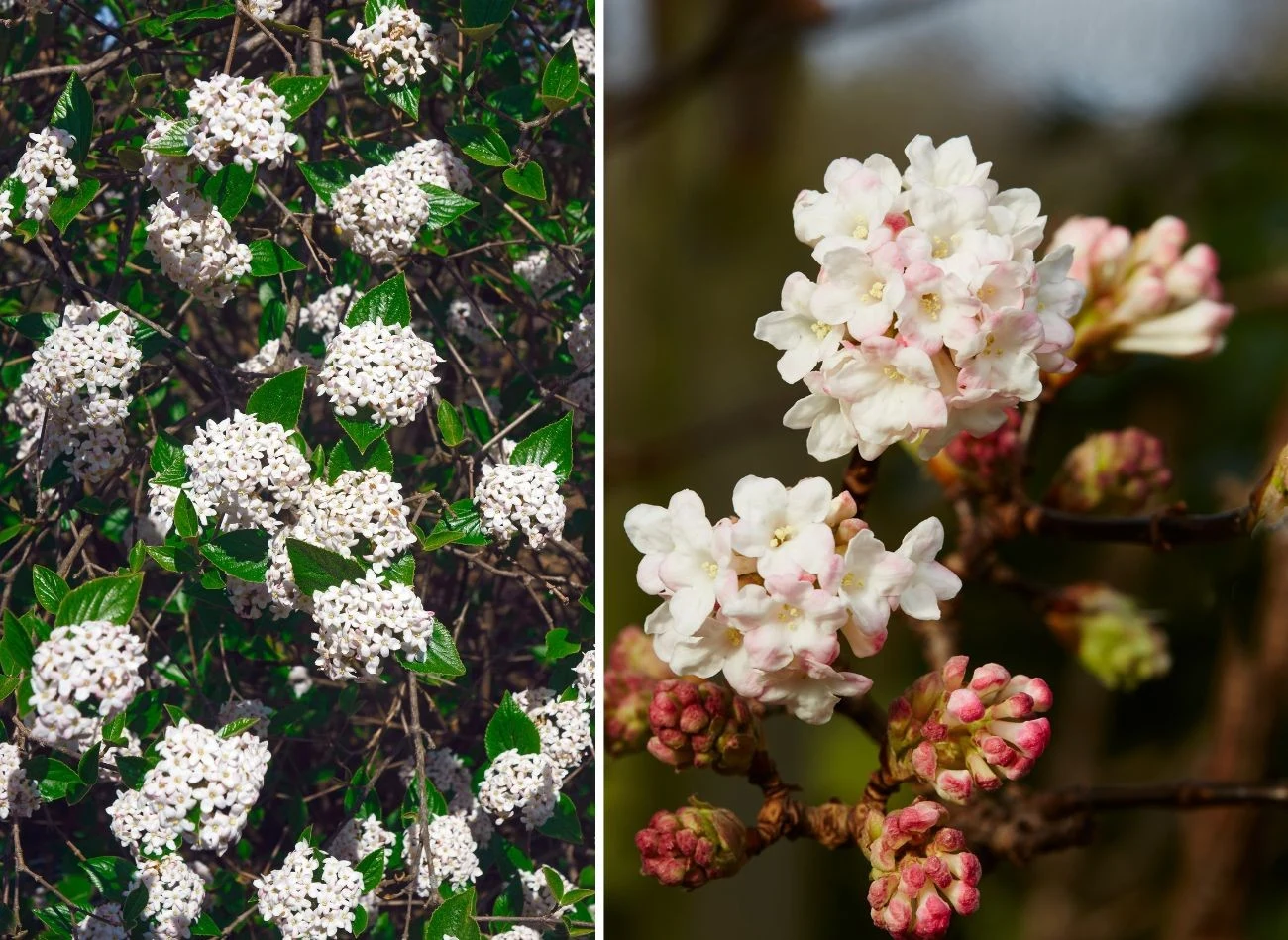 Kalina występuje w wielu zachwycających odmianach. Jej dodatkowym atutem jest zapach. Fot. Nick Kurzenko/cadifor