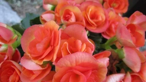 Begonia stale kwitnąca występuje w wielu odmianach, które różnią się kolorem i wyglądem kwiatów.