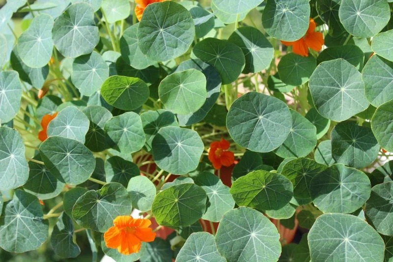 Nasturcja działa niczym pułapka na szkodniki