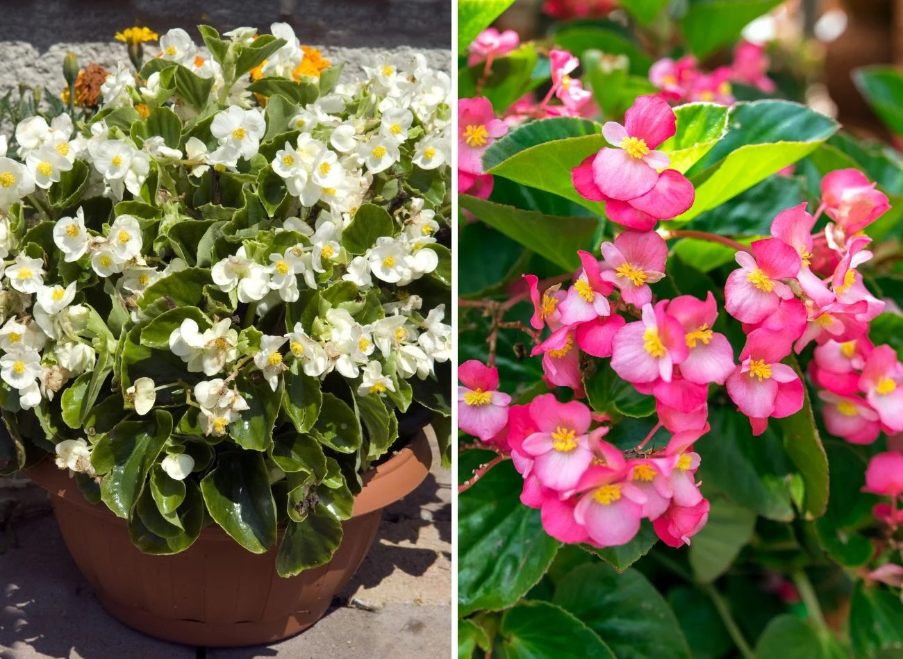 Begonia stale kwitnąca jest rośliną idealną na słoneczne balkony, parapety, a także rabaty. Fot. emer1940/GNNick