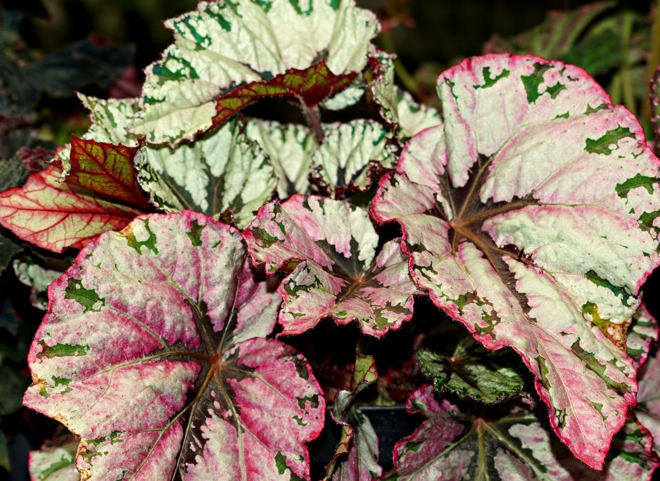 Ogromną ozdobą begonii stale kwitnącej są również jej liście.