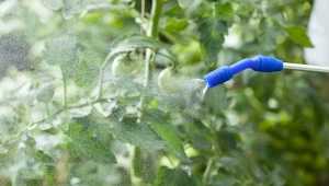 Pierwszy oprysk na pomidory ochroni je przed chorobami grzybowymi.