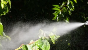 Mszyce atakują rośliny? Wykorzystaj oprysk z popularnego napoju. Fot. vallefrias/Canva Pro