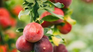 Morela występuje w wielu odmianach. Owoce mają kolor od pomarańczowego do czerwonego i różnią się smakiem.