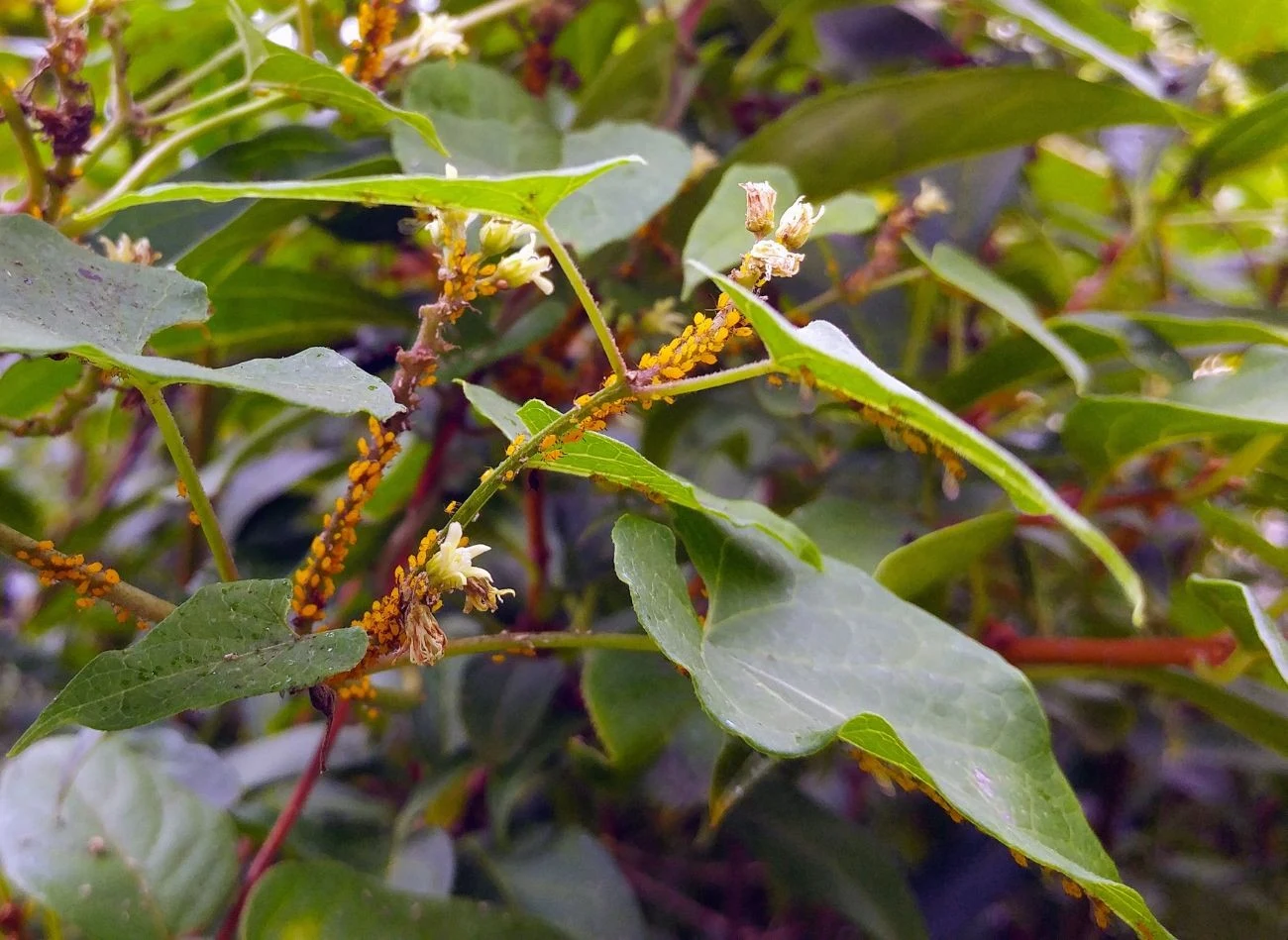 Kwas fosforowy zawarty w coli uszkadza zewnętrzne osłony owadów. To pozwala ograniczyć ich populację.