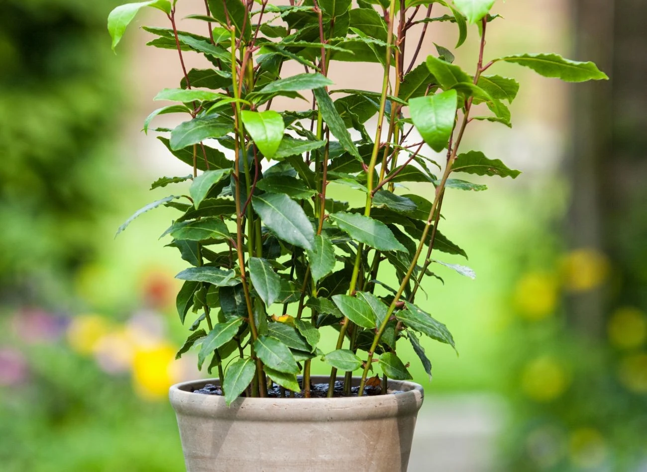 Laurowiśnia powinna być podlewana dopiero wtedy, gdy górna warstwa ziemi w donicy – na głębokości 2–3 cm – stanie się sucha w dotyku