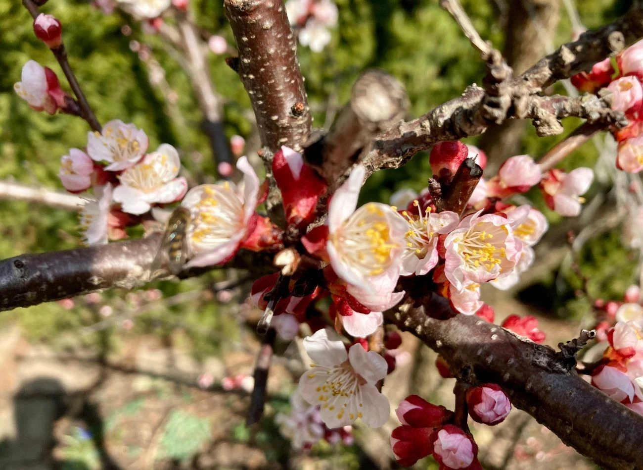 Niektóre odmiany moreli zakwitają już w kwietniu i szybko wydaja owoce.