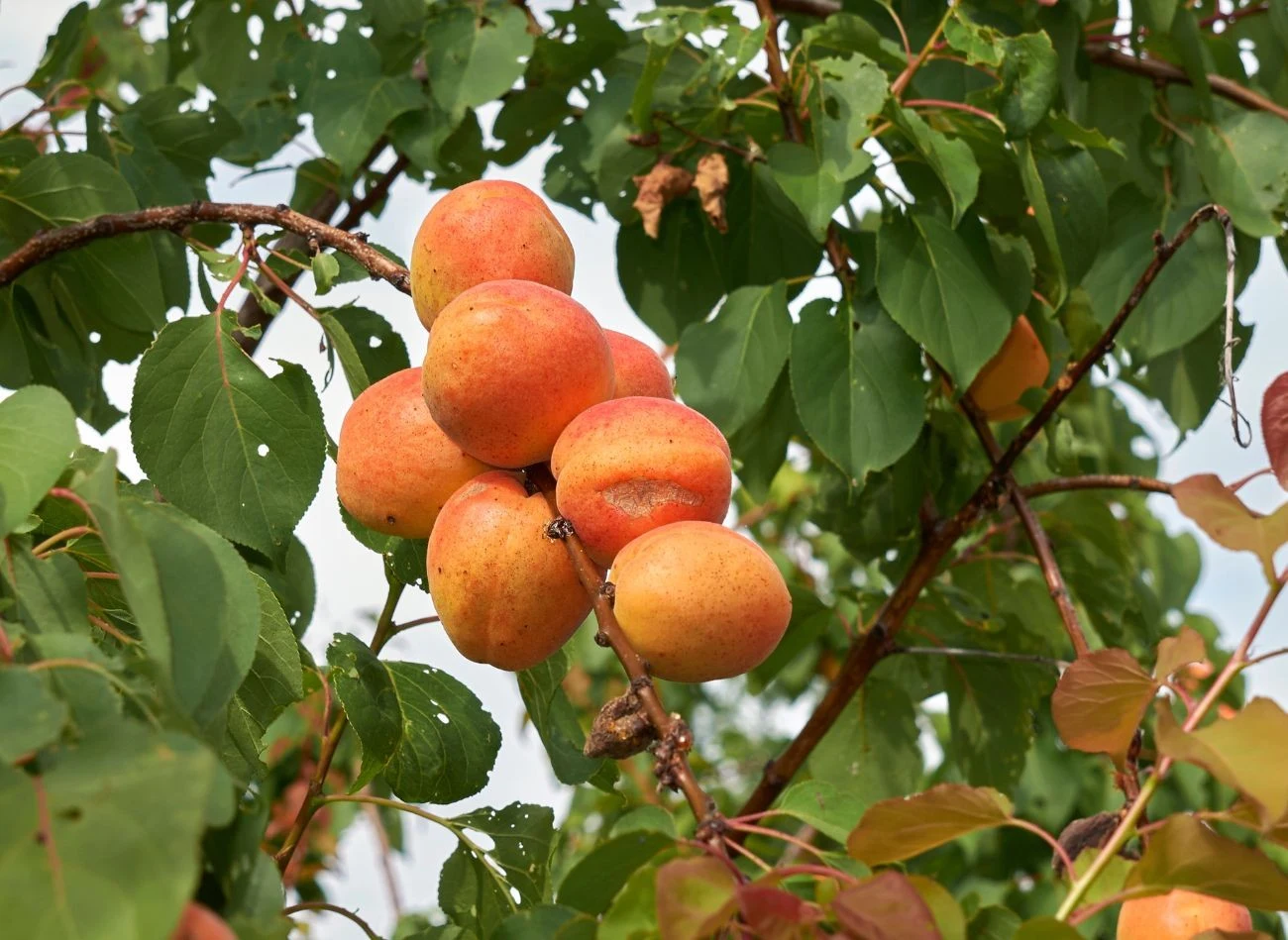 Regularne spożywanie moreli może przyczyniać się do poprawy zdrowia serca.