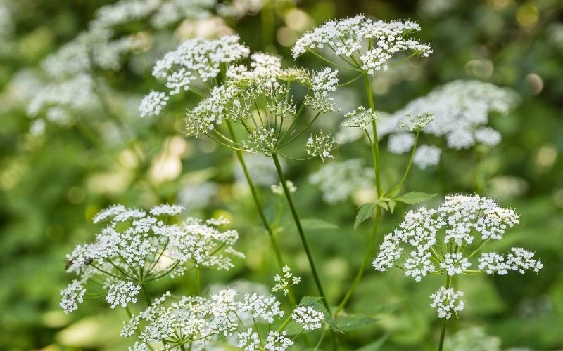 Podagrycznik zakwita w czerwcu oraz lipcu