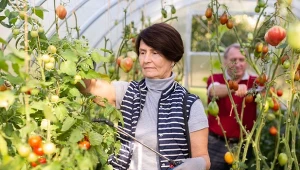 Czy uprawa pomidorów bez chemii jest możliwa?