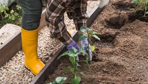 Jak sadzić paprykę, żeby mieć duże i zdrowe plony?