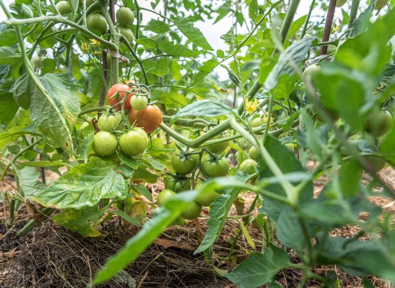 Ekologiczna uprawa pomidorów wymaga odrobiny wiedzy i serca, ale odpłaca się stokrotnie.