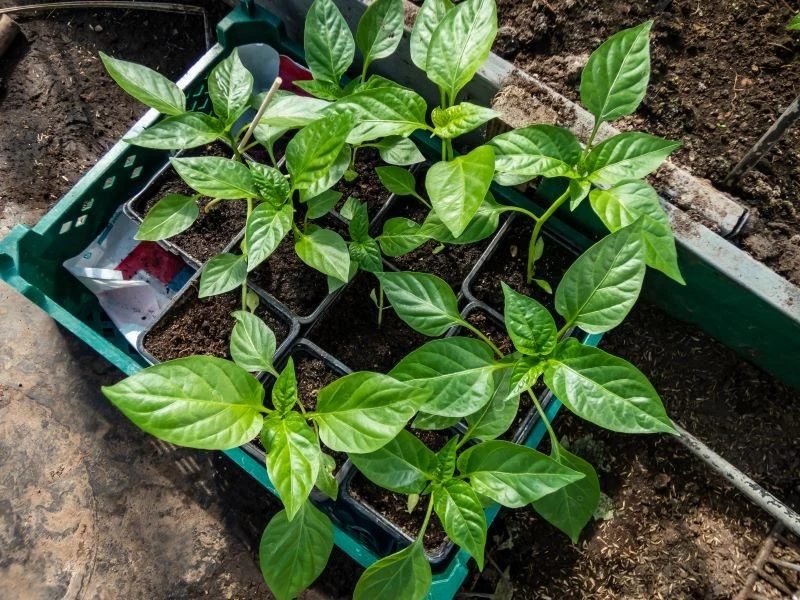 Termin sadzenia papryki ma duże znaczenie