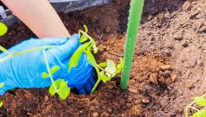 Jak pielęgnować pomidory po posadzeniu? Ważne jest nawożenie i podlewanie.