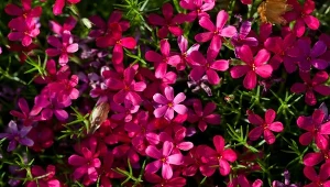 Żagwin ogrodowy tworzy kwietne kobierce, jest bardzo odporny i długo kwitnie.