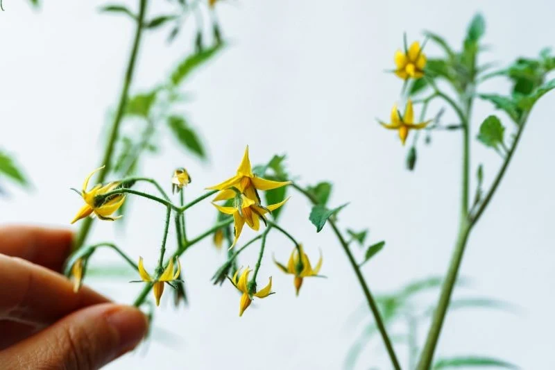 Po posadzeniu o pomidory trzeba zadbać, aby zdrowo rosły, kwitły i owocowały