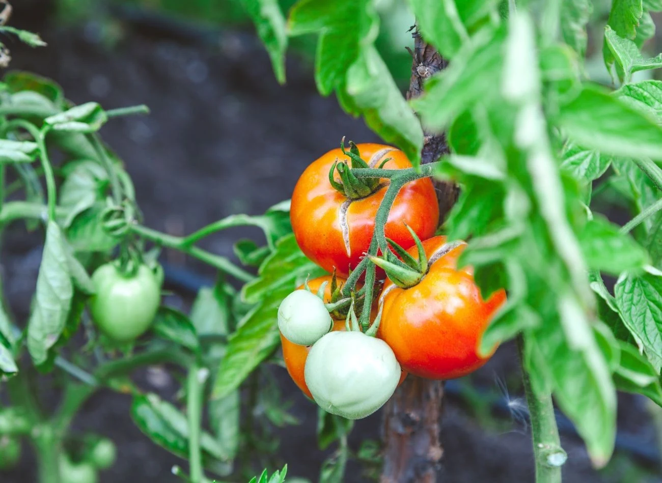 Pomidory możemy uprawiać bez chemii, zasilając je nawozami w postaci gnojówek roślinnych przez cały sezon wegetacyjny. Fot. glebchick/123