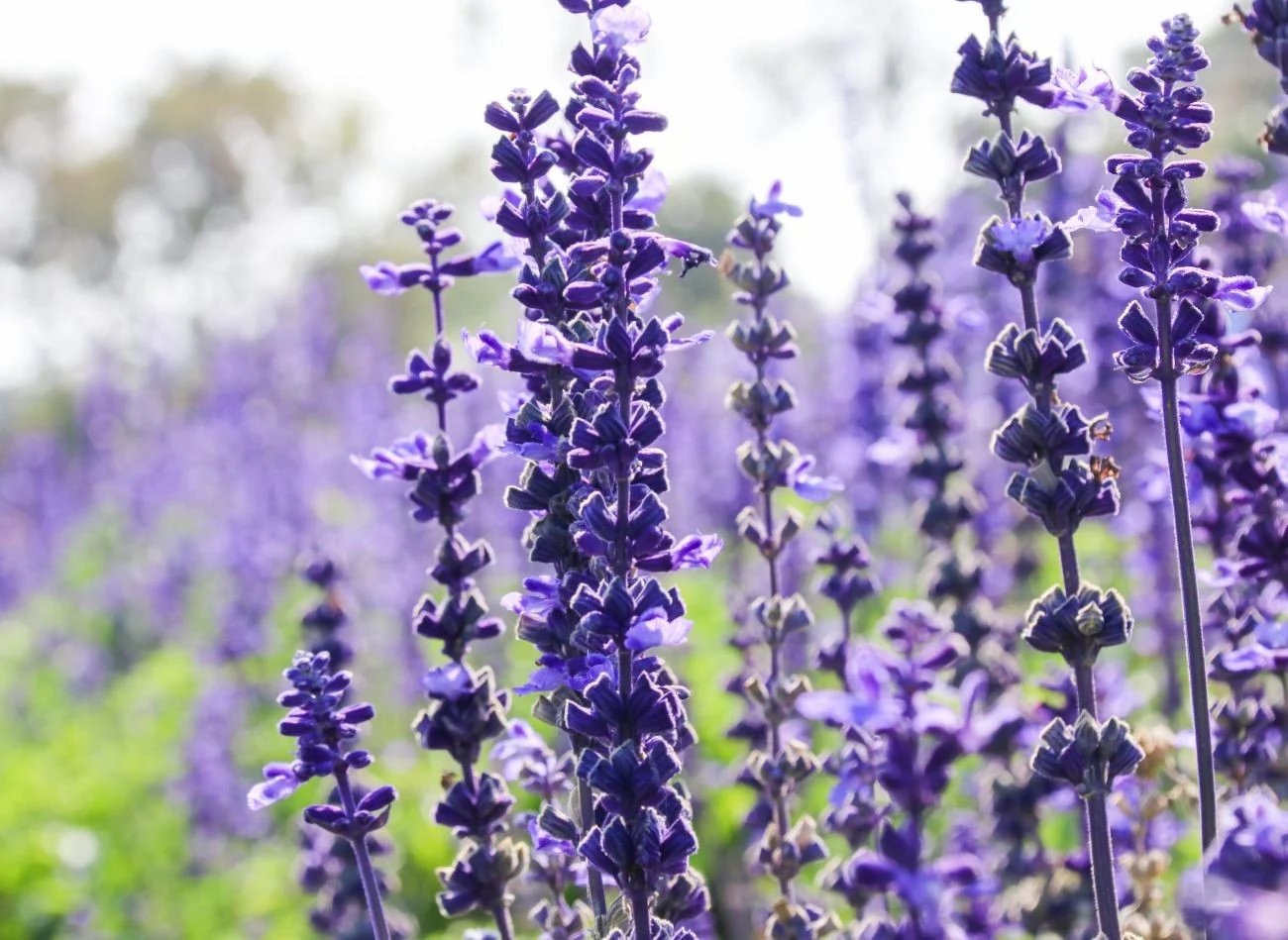 Szałwię lekarską najlepiej sadzić wiosną.