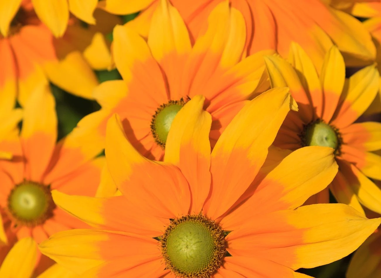 Rudbekia błyskotliwa to roślina na pełne słońce. Nie wymaga częstego podlewania i nawożenia.