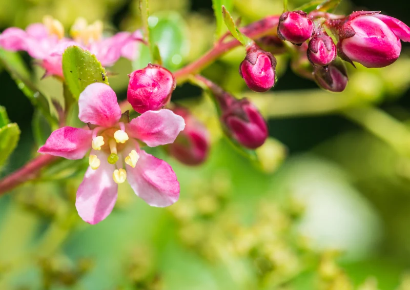 W zależności od odmiany kwiaty twardziczki mogą być białe, różowe, czerwone lub purpurowe