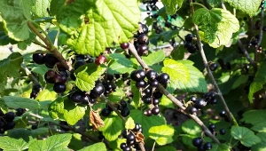 Nawożenie porzeczek jest kluczowe dla ich dobrego owocowania.