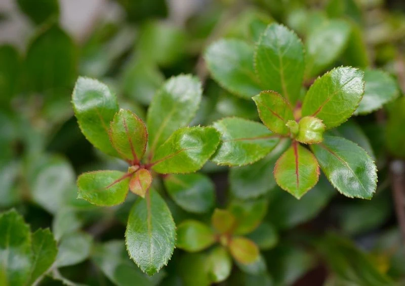 Liście twardziczki mają charakterystyczne, lekko karbowane brzegi