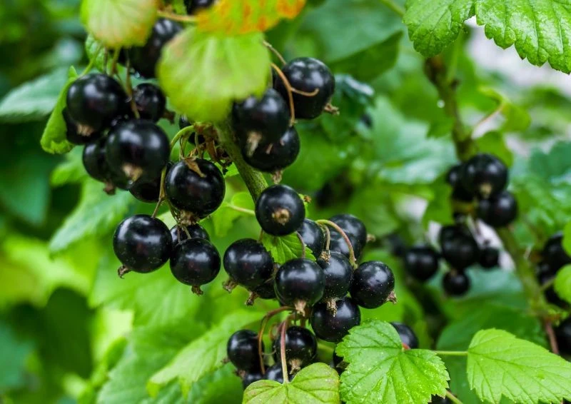 Idealne stanowisko dla porzeczki zależy od odmiany