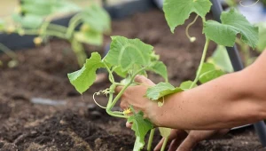 Ogórki wymagają stanowiska słonecznego, osłoniętego od wiatru, aby chronić ich delikatne pędy i liście przed uszkodzeniami.