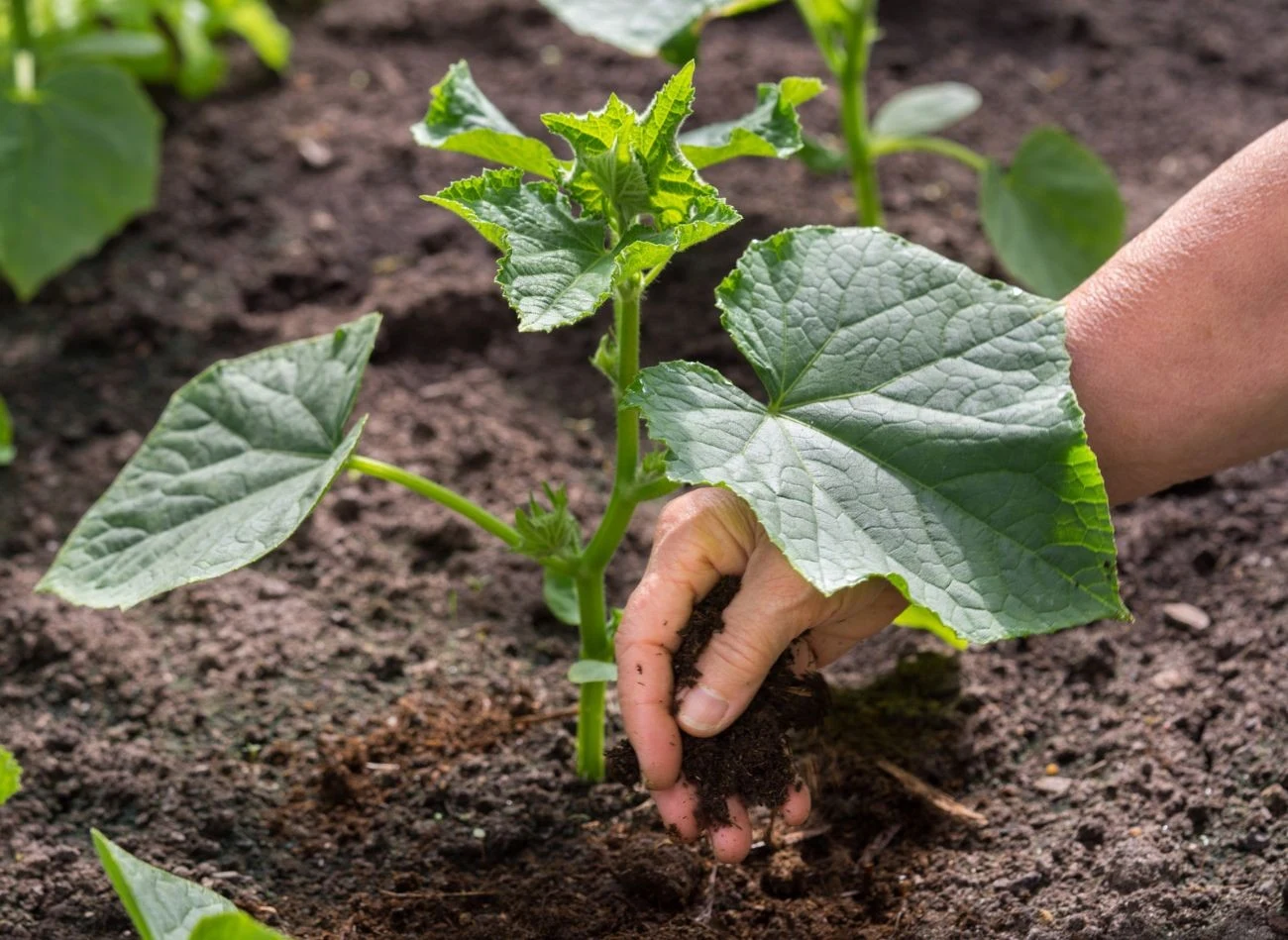 Ogórki mają duże wymagania pokarmowe. Jakie nawozy stosować?