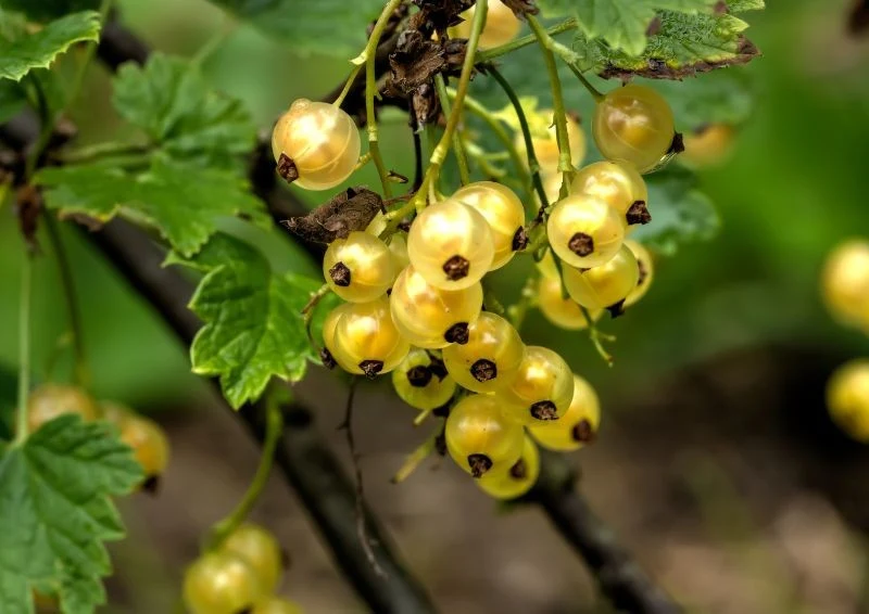 Terminy nawożenia porzeczek są równie ważne, co nawozy stosowane do ich zasilania