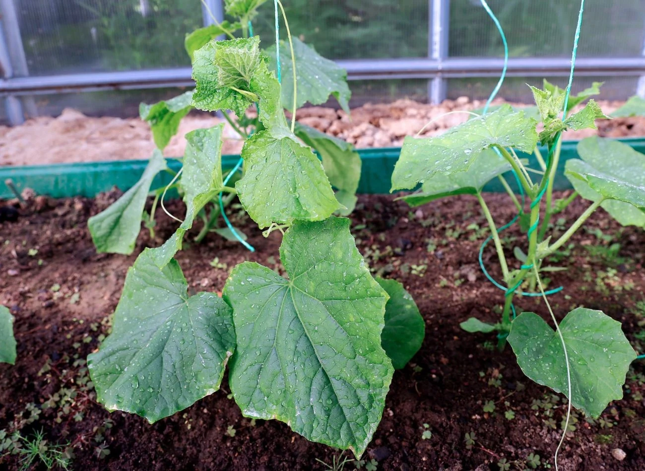 Ściółka chroni ogórki przed kontaktem z ziemią, co zapobiega ich gniciu.