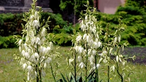 Przedstawiamy naturalne sposoby na mszyce na juce ogrodowej.