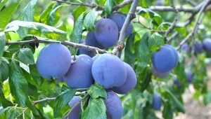 Co posadzić wokół drzew owocowych? Najlepiej roślinę, która w naturalny sposób użyźni glebę.