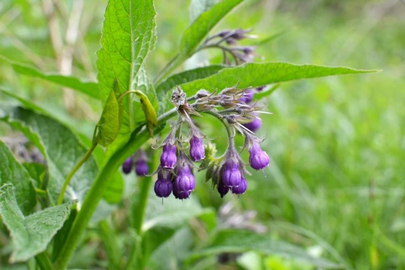 Dlaczego warto sadzić żywokost wokół drzew owocowych