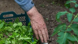 Ogrodnicy zalecają, by skupić się na usuwaniu dolnych liści pomidorów, zwłaszcza tych, które stykają się z glebą lub noszą subtelne ślady choroby.