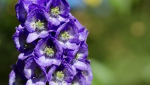 Trująca roślina wciąż w ogrodach. Kusi wyglądem, lecz jest niebezpieczna