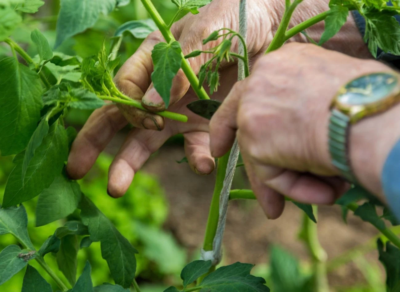Liście z pomidorów należy usuwać rankiem lub w środku dnia.