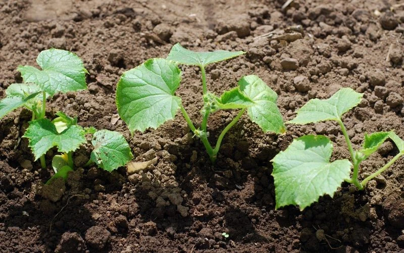 Nawóz z drożdży warto wykorzystać już w pierwszych tygodniach uprawy