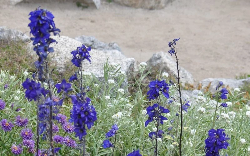 Łodyga tojadu zawiera silnie toksyczne substancje