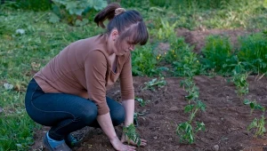 Sadzenie pomidorów. Dlaczego odległość ma duże znaczenie?