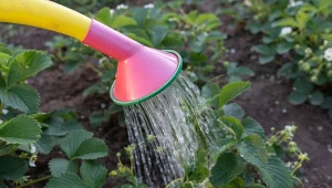 Jeśli truskawki w tym roku słabo kwitną, potrzebują wsparcia.