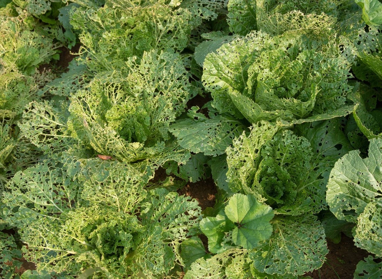 Naturalne metody są skuteczne głównie w pierwszej fazie ataku pchełek ziemnych. Później pomóc mogą jedynie chemiczne opryski.