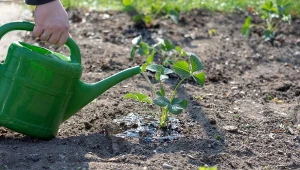 Truskawki to jedne z roślin, które warto podlewać gnojówkami.