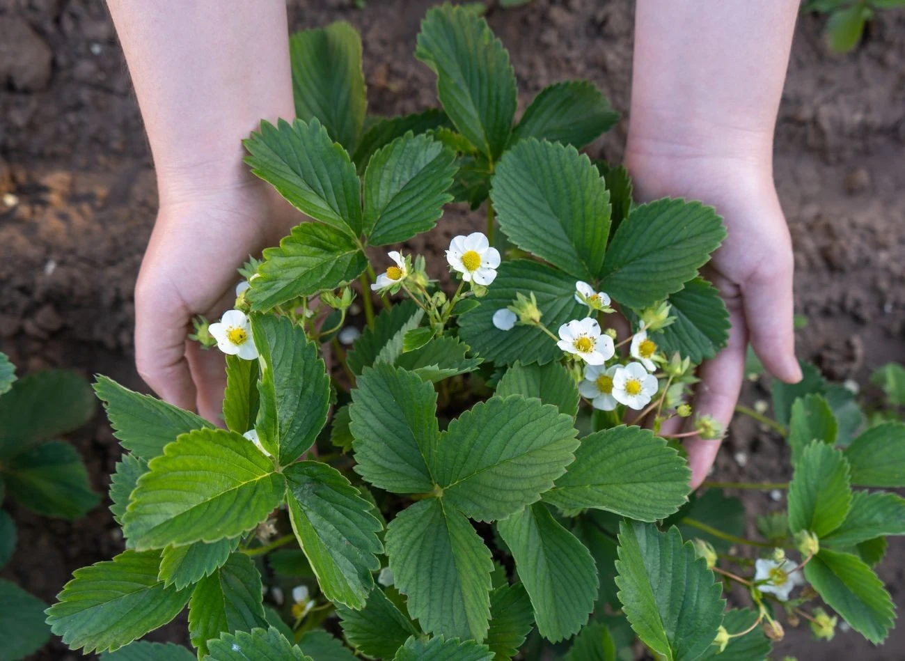 Na kwitnienie, a potem owocowanie truskawek ma wpływ wiele czynników.