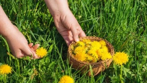 Syrop z mniszka lekarskiego to prawdziwy eliksir zdrowia
