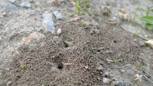 Mrówki szkodzą czy pomagają? Warto odpowiedzieć na to pytanie, zanim zaczniemy je zwalczać.