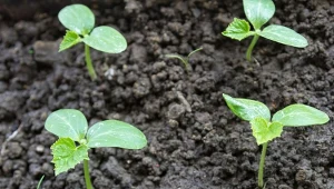 Ogórki gruntowe to warzywa ciepłolubne, dlatego siew przeprowadza się dopiero wtedy, gdy minie ryzyko przymrozków.