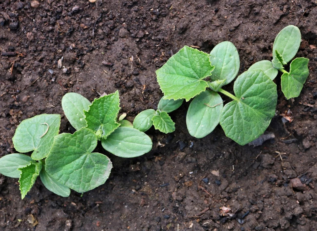 Ogórki mają bardzo płytki system korzeniowy i są wrażliwe na suszę. Wymagają więc regularnego podlewania.