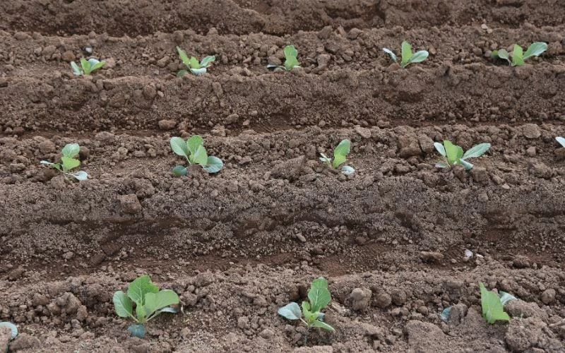 Kapusta powinna być sadzona w rozstawie co najmniej 60 × 40 cm